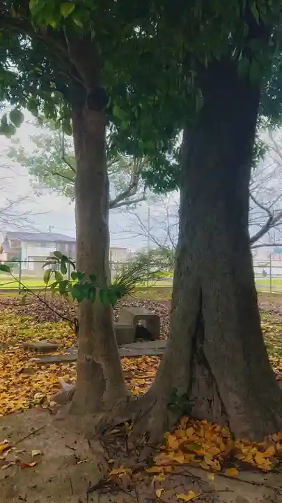 八坂社(桜木)の自然