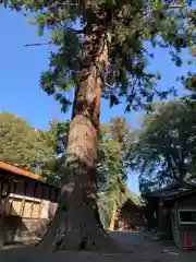 村檜神社の自然