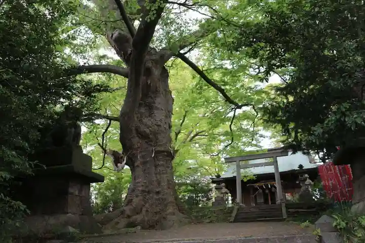愛宕神社の自然