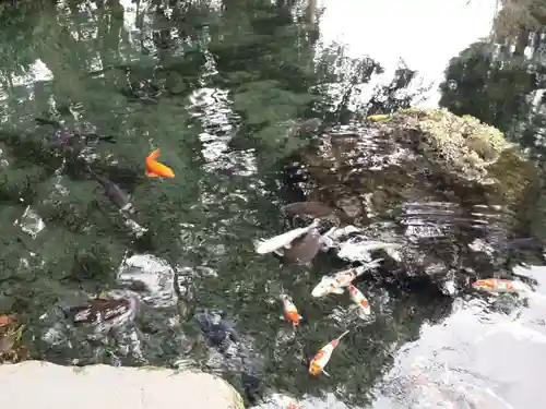 群塚神社の動物