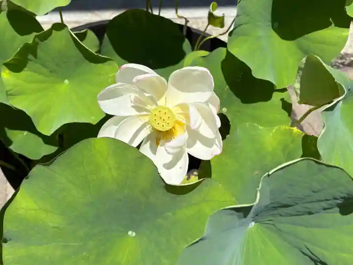 東福禅寺(東福寺)(京都府)