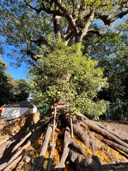 和泉國一之宮 大鳥大社(大阪府)