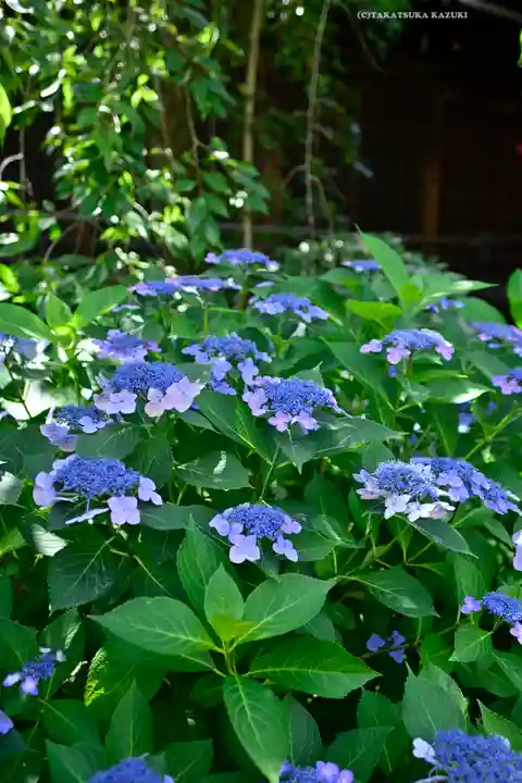 桜神宮(東京都)