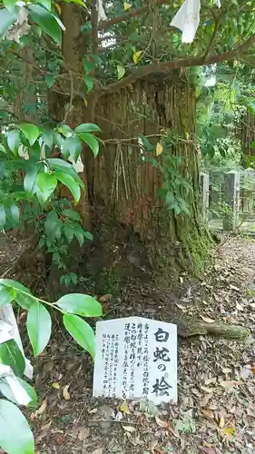 国造神社の自然