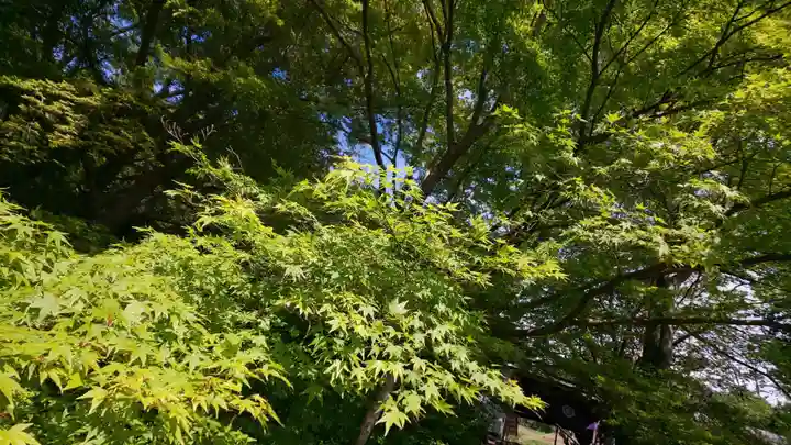 出雲大神宮の自然