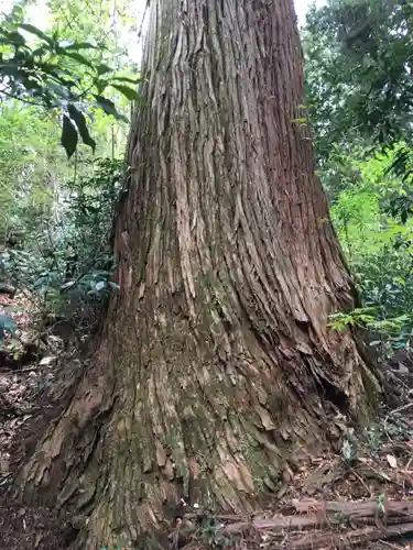 鷲子山上神社の自然