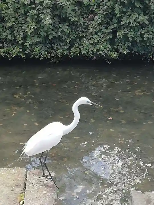 佐嘉神社・松原神社の動物