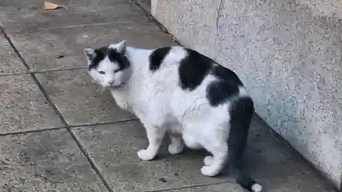 渋谷氷川神社の{uncategorized: "未分類", other: "その他", undefined: "問題あり", building: "その他建物", grave: "お墓", sacred_gate: "鳥居", guardian: "狛犬", statue: "像", buddha: "仏像", history: "歴史", nature: "自然", garden: "庭園", animal: "動物", pagoda: "塔", temizu: "手水舎", mountain_gate: "山門・神門", sanctuary: "本殿・本堂", subordinate: "末社・摂社", art: "芸術", scenery: "景色", jizo: "地蔵", ema: "絵馬", goshuin: "御朱印", omikuji: "おみくじ", items: "授与品その他", amulet: "お守り", goshuincho: "御朱印帳", eats: "食事", festival: "お祭り", votive_dance: "神楽", shichigosan: "七五三参", wedding: "結婚式", experience: "体験その他", initially: "初詣", around: "周辺", anti_infection: "感染症対策"}