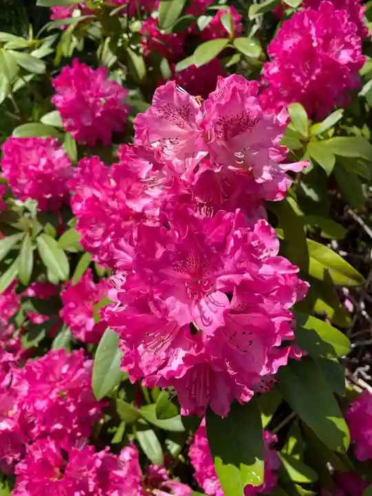 天台宗 五大山 白毫寺(兵庫県)