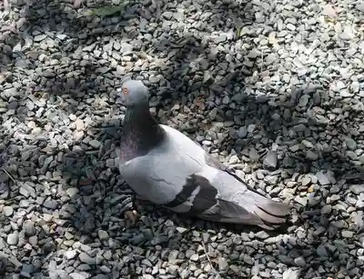 頂法寺（六角堂）(京都府)