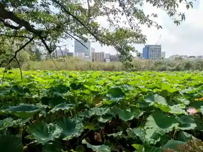 寛永寺不忍池弁天堂(東京都)