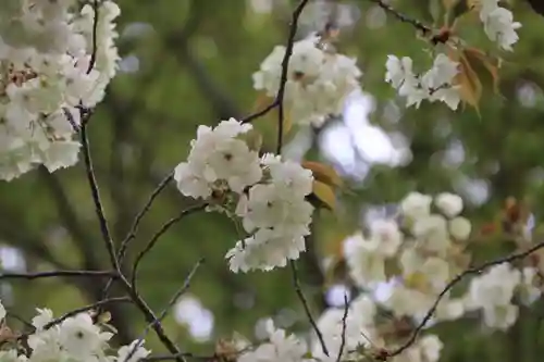 高屋敷稲荷神社の自然