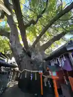 三島神社の{uncategorized: "未分類", other: "その他", undefined: "問題あり", building: "その他建物", grave: "お墓", sacred_gate: "鳥居", guardian: "狛犬", statue: "像", buddha: "仏像", history: "歴史", nature: "自然", garden: "庭園", animal: "動物", pagoda: "塔", temizu: "手水舎", mountain_gate: "山門・神門", sanctuary: "本殿・本堂", subordinate: "末社・摂社", art: "芸術", scenery: "景色", jizo: "地蔵", ema: "絵馬", goshuin: "御朱印", omikuji: "おみくじ", items: "授与品その他", amulet: "お守り", goshuincho: "御朱印帳", eats: "食事", festival: "お祭り", votive_dance: "神楽", shichigosan: "七五三参", wedding: "結婚式", experience: "体験その他", initially: "初詣", around: "周辺", anti_infection: "感染症対策"}