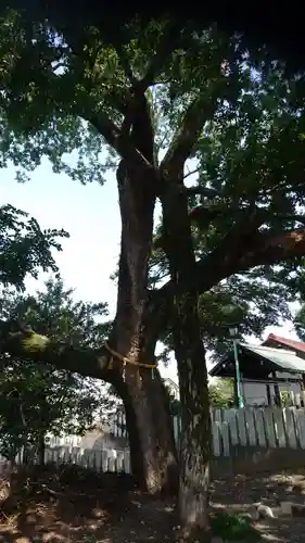 外山神社の自然