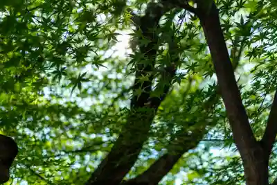 車折神社の自然