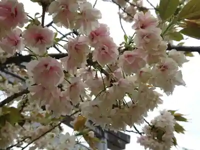 日吉神社の自然