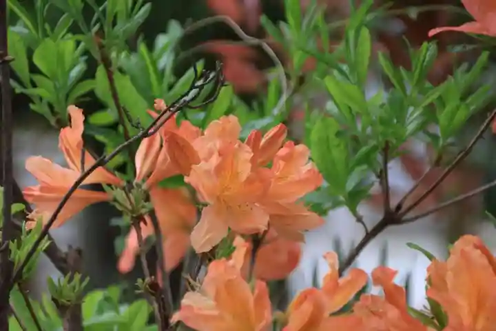 大鏑神社の庭園