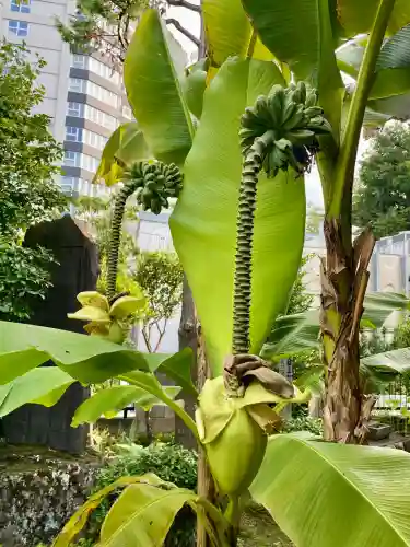 洞雲寺(東京都)