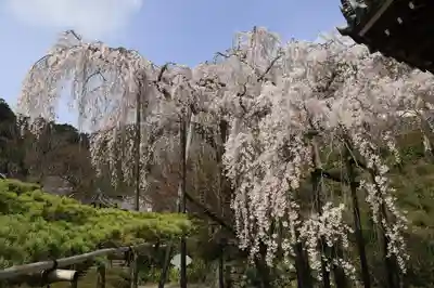 善峯寺(京都府)