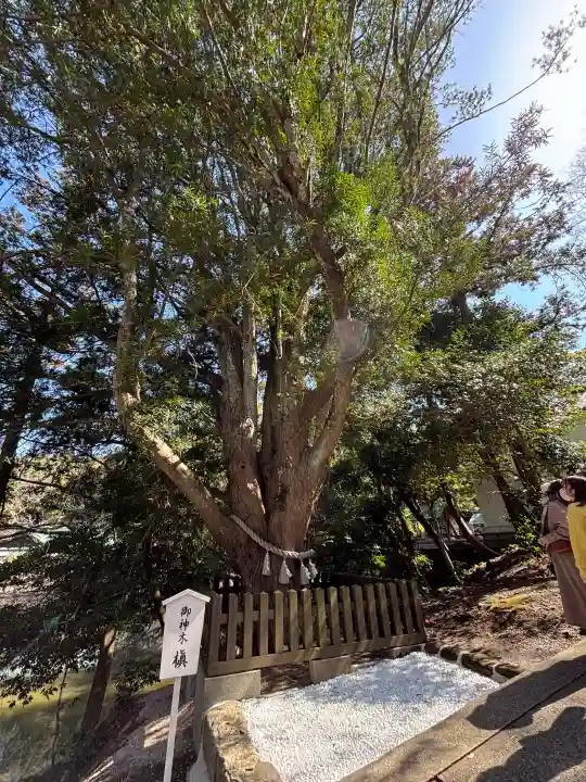 安房神社の{uncategorized: "未分類", other: "その他", undefined: "問題あり", building: "その他建物", grave: "お墓", sacred_gate: "鳥居", guardian: "狛犬", statue: "像", buddha: "仏像", history: "歴史", nature: "自然", garden: "庭園", animal: "動物", pagoda: "塔", temizu: "手水舎", mountain_gate: "山門・神門", sanctuary: "本殿・本堂", subordinate: "末社・摂社", art: "芸術", scenery: "景色", jizo: "地蔵", ema: "絵馬", goshuin: "御朱印", omikuji: "おみくじ", items: "授与品その他", amulet: "お守り", goshuincho: "御朱印帳", eats: "食事", festival: "お祭り", votive_dance: "神楽", shichigosan: "七五三参", wedding: "結婚式", experience: "体験その他", initially: "初詣", around: "周辺", anti_infection: "感染症対策"}