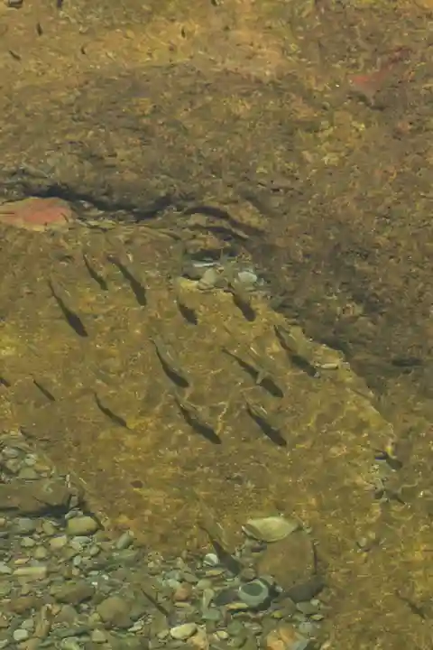 烏帽子杜三島神社(愛媛県)