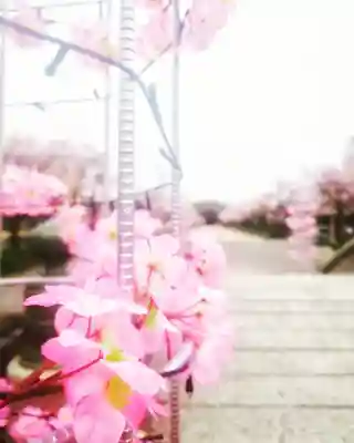 尾張大國霊神社（国府宮）(愛知県)