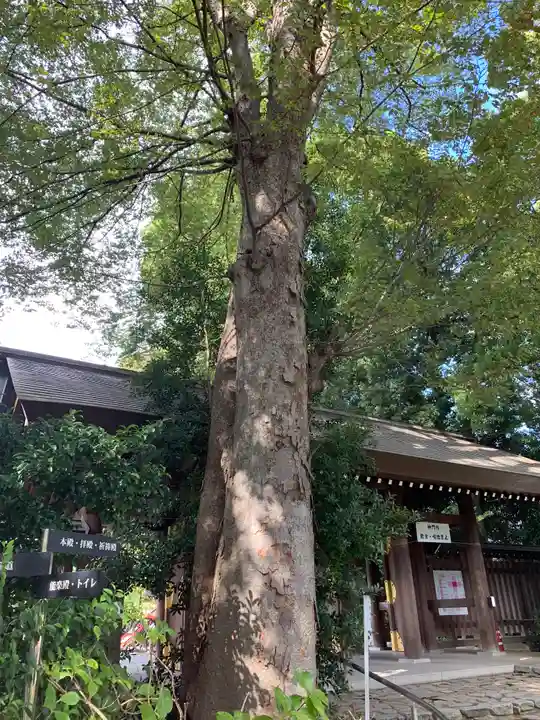 阿佐ヶ谷神明宮(東京都)