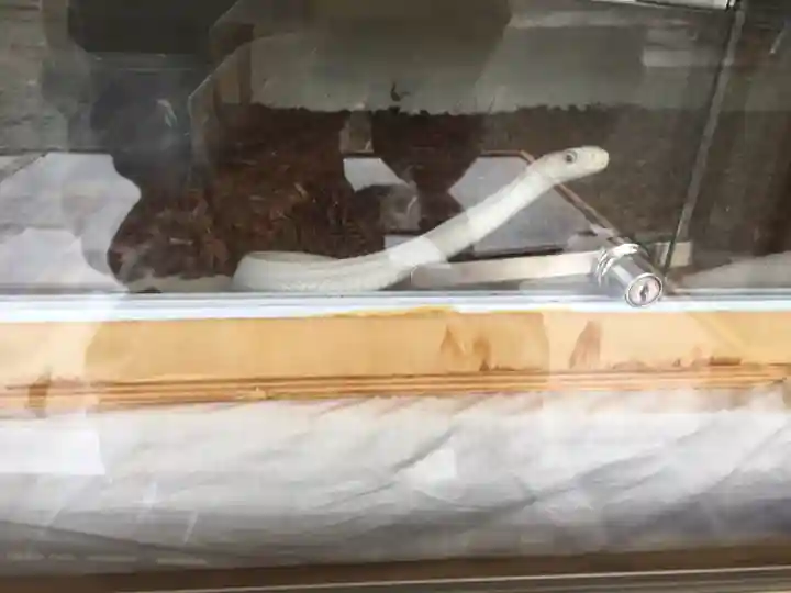 八坂神社の動物