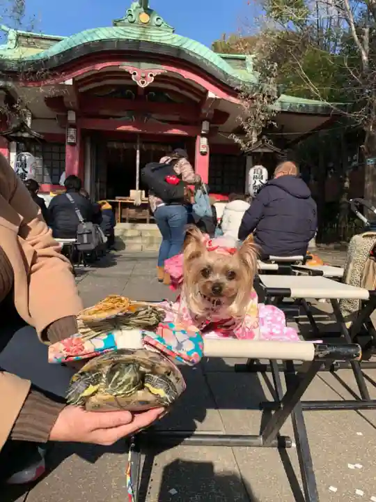 市谷亀岡八幡宮の動物