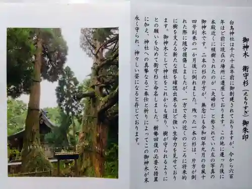 白鳥神社(宮崎県)