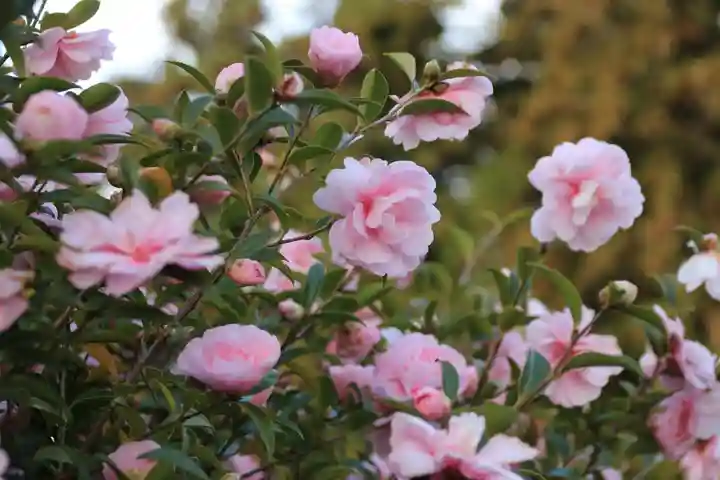 豊景神社の自然
