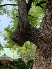 諏訪神社の自然