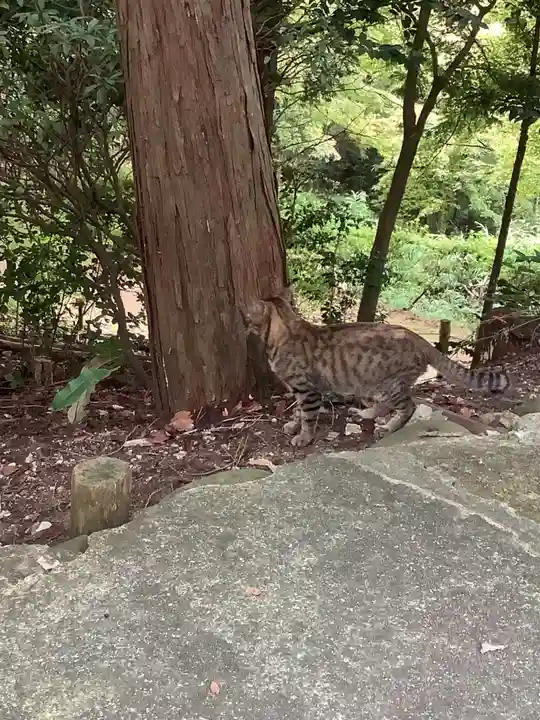 玉野御嶽神社の動物