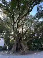 川津来宮神社(静岡県)