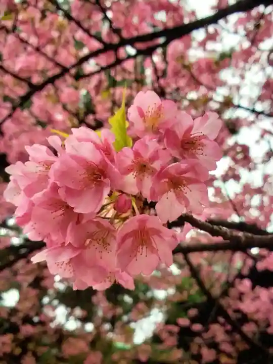 新宿下落合氷川神社(東京都)