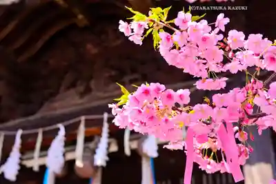 桜神宮(東京都)