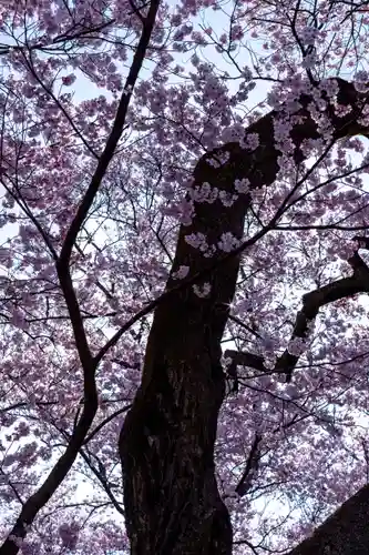 新城藤原神社(長野県)