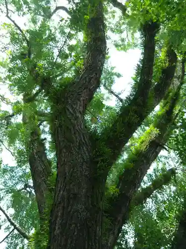鳥飼八幡宮の自然
