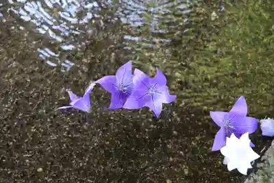 鹿島大神宮の手水舎