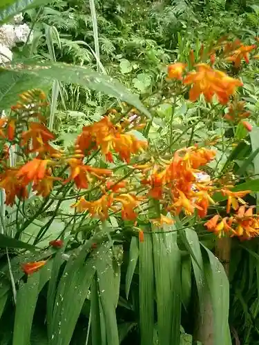 御霊神社の自然