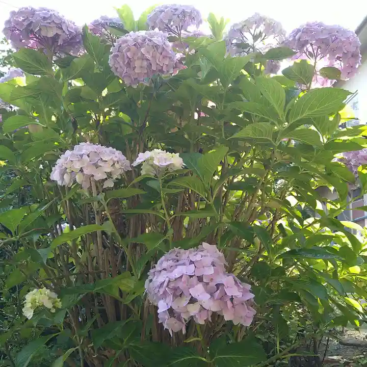 石内のお大師さん 金剛院の自然