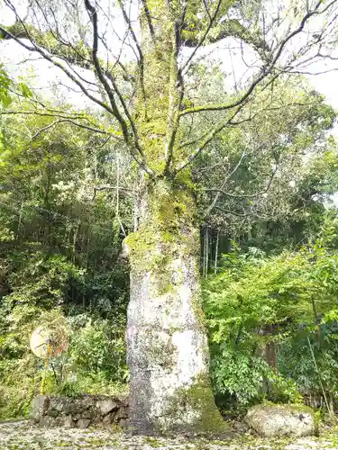 荒倉神社の自然