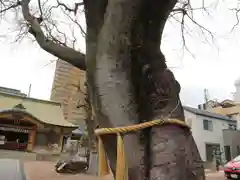 徳井神社の自然