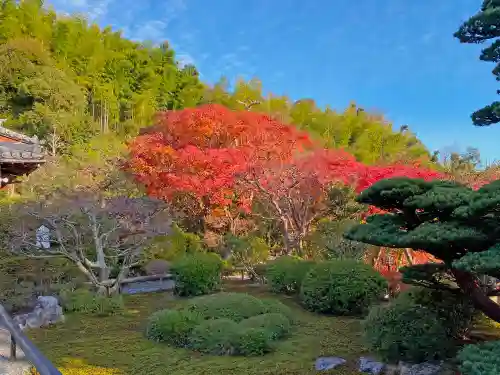 華厳寺（鈴虫寺）の庭園