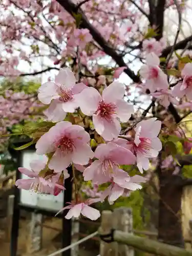 鳩森八幡神社の自然