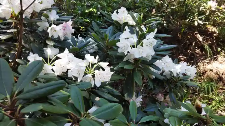 小國神社の自然