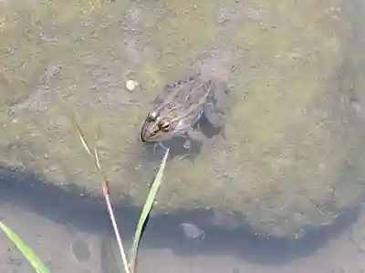 大安禅寺(福井県)