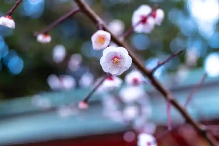 筥崎宮(福岡県)