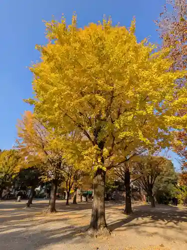 新井薬師（梅照院）(東京都)