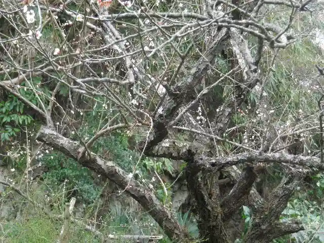 安國論寺(安国論寺)の自然